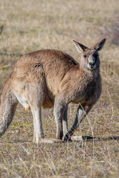 kangaroo